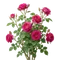 Rosier Grimpant