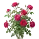 Rosier Grimpant