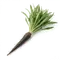 Salsifis