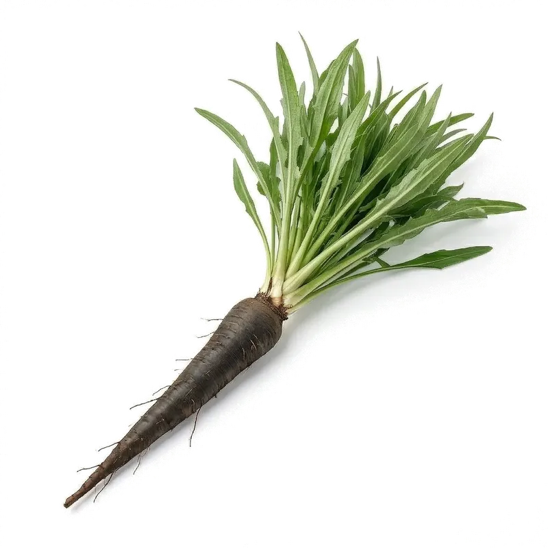 Longues racines pivotantes et cylindriques de salsifis à la peau claire, fraîchement déterrées du potager d'hiver