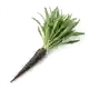 Salsifis
