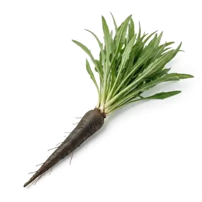 Longues racines pivotantes et cylindriques de salsifis à la peau claire, fraîchement déterrées du potager d'hiver