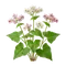 Sarrasin