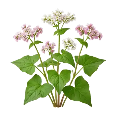 Vigoureuses tiges rougeâtres d'un plant de sarrasin au feuillage cordiforme, dévoilant de jolies grappes de minuscules fleurs blanches