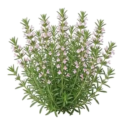 Petit buisson compact de sarriette couvert de fines tiges feuillues vert foncé et de minuscules fleurs blanches