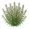 Sarriette