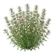 Sarriette