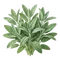 Sauge Officinale