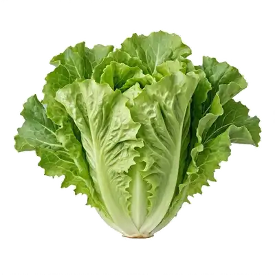 Large et généreuse salade scarole déployant de grandes feuilles croquantes aux bords très dentelés autour de son cœur clair