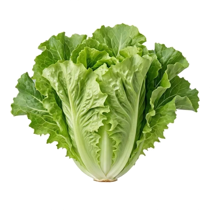 Large et généreuse salade scarole déployant de grandes feuilles croquantes aux bords très dentelés autour de son cœur clair