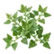 Tétragone Cornue
