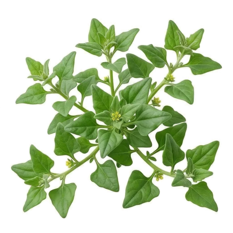 Feuilles charnues, épaisses et triangulaires d'un vert vif, caractéristiques d'un pied de tétragone cornue s'étalant au sol