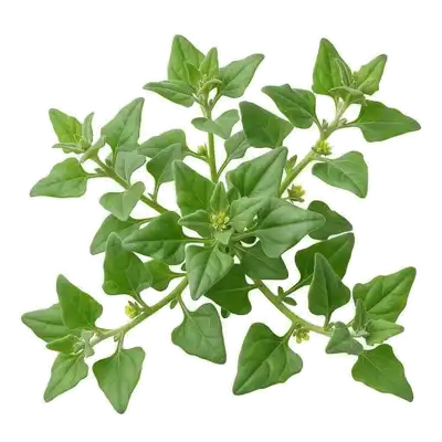 Feuilles charnues, épaisses et triangulaires d'un vert vif, caractéristiques d'un pied de tétragone cornue s'étalant au sol