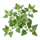 Tétragone Cornue