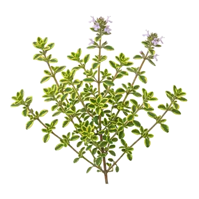 Coussin végétal bas et très fourni de thym citron, orné d'un magnifique feuillage aromatique subtilement panaché de teintes vertes et jaune vif
