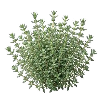 Petit buisson compact et ramifié de thym commun avec ses minuscules feuilles gris-vert très aromatiques