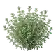 Thym Commun