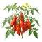 Tomate Andine Cornue