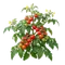 Tomate Cerise