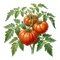 Tomate Cœur de Bœuf