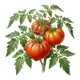 Tomate Cœur de Bœuf