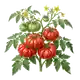 Tomate Marmande