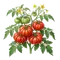 Tomate Marmande