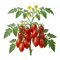 Tomate San Marzano