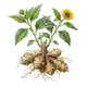 Topinambour