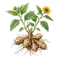 Topinambour