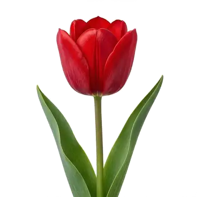 Élégantes et classiques fleurs de tulipes en forme de coupe colorée, portées fièrement à la verticale par leurs tiges charnues