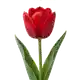 Tulipe