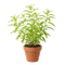 Verveine Odorante
