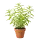 Verveine Odorante