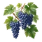 Vigne