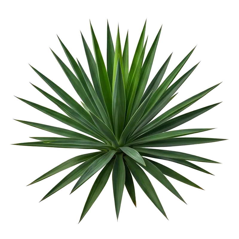 Silhouette très graphique et exotique d'un yucca d'intérieur montrant son tronc robuste terminé par des panaches de longues feuilles pointues raides