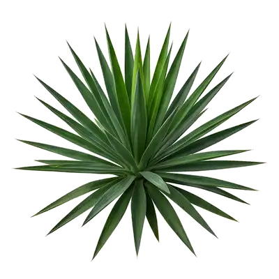 Silhouette très graphique et exotique d'un yucca d'intérieur montrant son tronc robuste terminé par des panaches de longues feuilles pointues raides