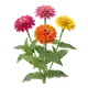 Zinnia
