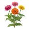 Zinnia